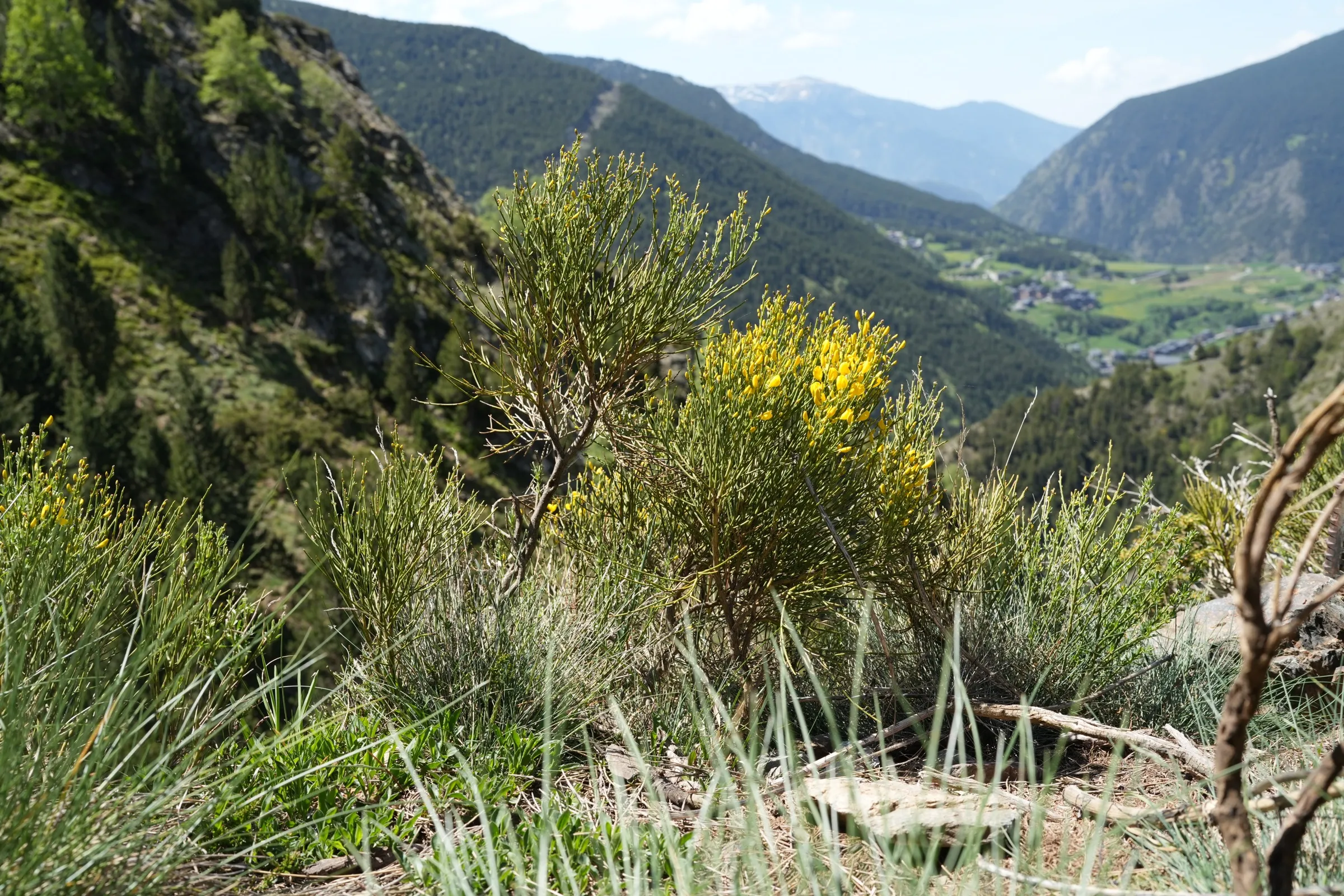 Andorra — Untitled — 2